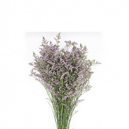 Limonium Blue