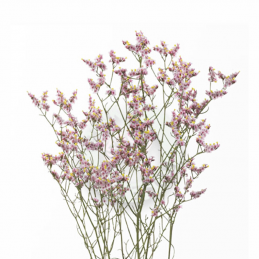 Limonium Pink