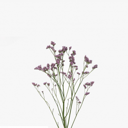 Limonium Silvery Pink