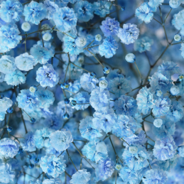 Gypsophile Light Blue