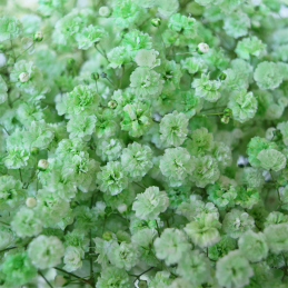 Gypsophile Green