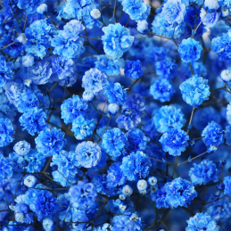 Gypsophile Blue