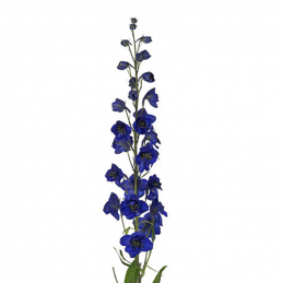 Delphinium Belladona