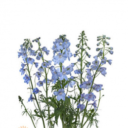 Delphinium Belladona