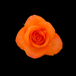 rose orange