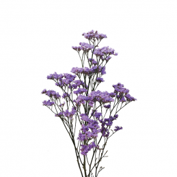 copy of Limonium Sky Light