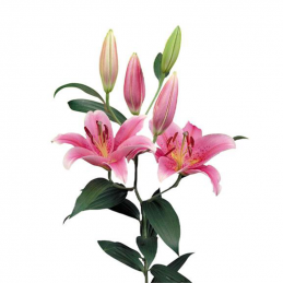 LILIUM ORIENTAL Pink