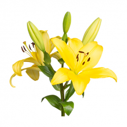 LILIUM asiatic YELLOW